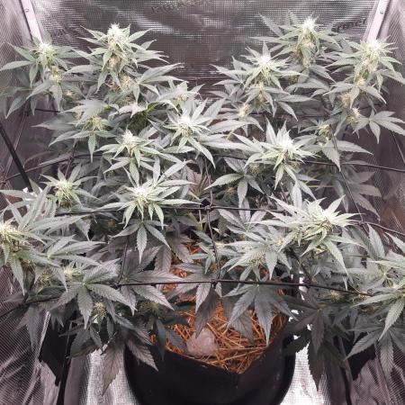 Garlic budder auto living soil test