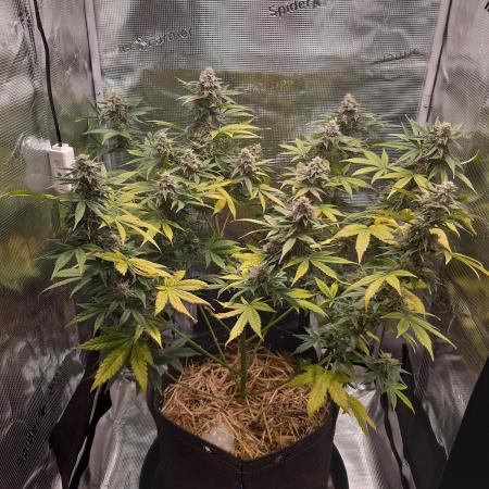 Garlic budder auto living soil test