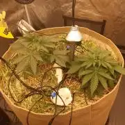 Living soil fast buds photos