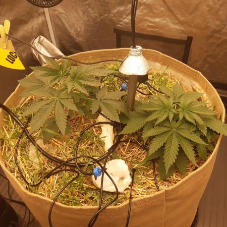 Living soil fast buds photos