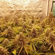 Living soil fast buds photos