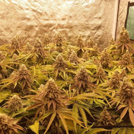 Living soil fast buds photos