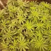Living soil fast buds photos