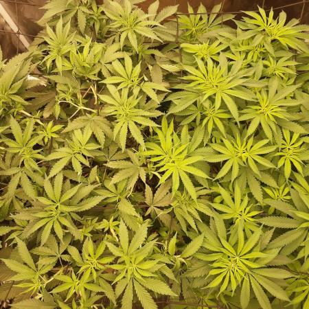 Living soil fast buds photos