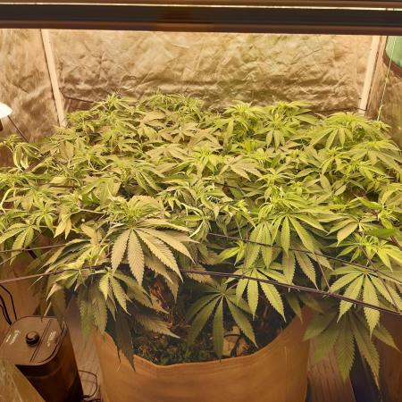 Living soil fast buds photos