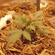 Gary sherbert living soil