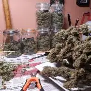 Fast buds ecolife living soil grow