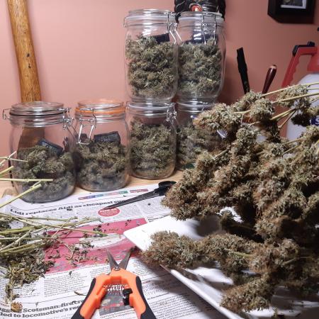 Fast buds ecolife living soil grow