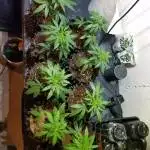 Herb_Ross first on grow diaries