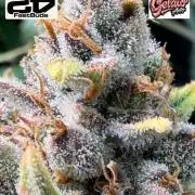 Gelato 42