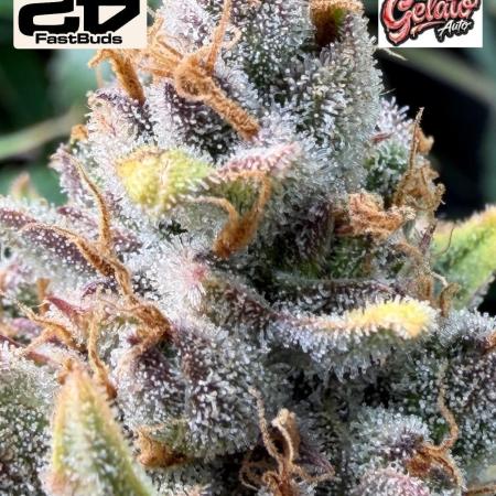 Gelato 42