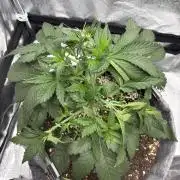 Bubble kush auto @ rql