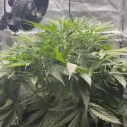 Gelato 42