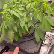 Fast buds RF3 mix