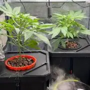 Fast buds RF3 mix