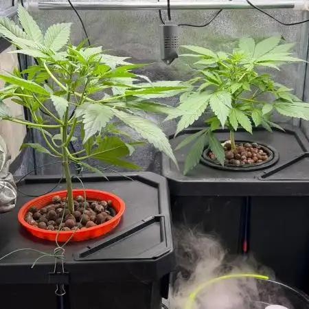 Fast buds RF3 mix