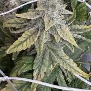 Bubble kush auto @ rql
