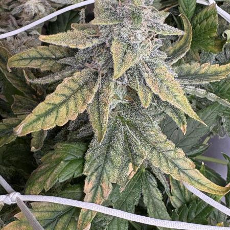 Bubble kush auto @ rql