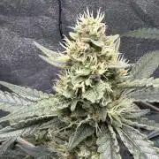 Gelato 42