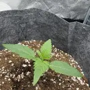 Bubble kush auto @ rql