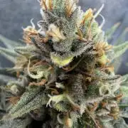 Gelato 42