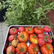 Tomatoes on balcony