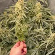 Gelato 42