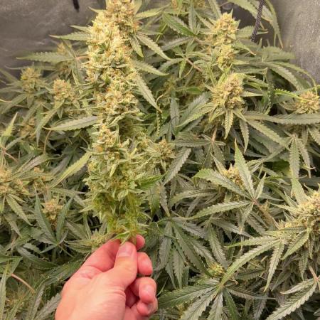 Gelato 42