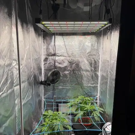 Fast buds RF3 mix