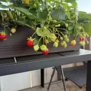 Strawberries