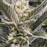 Fast buds RF3 mix