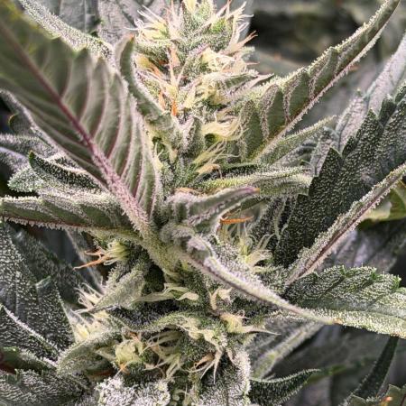 Fast buds RF3 mix