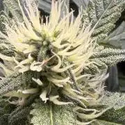 Gelato 42