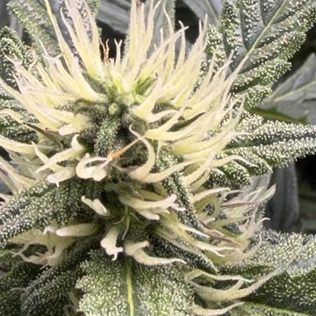 Gelato 42