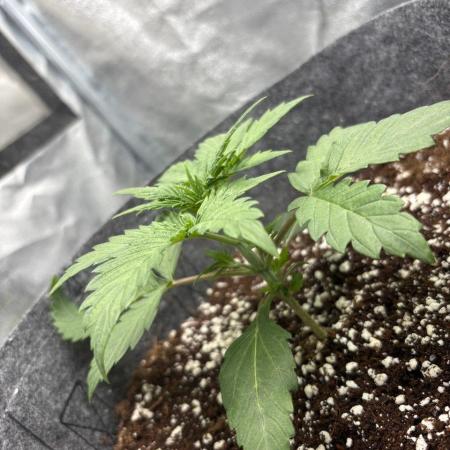 Bubble kush auto @ rql