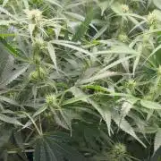 Gelato 42