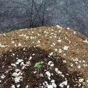 Bubble kush auto @ rql