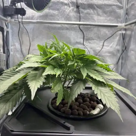 Gelato 42