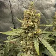 Gelato 42