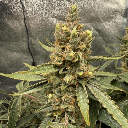 Gelato 42