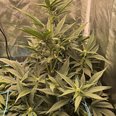 Fast buds RF3 mix