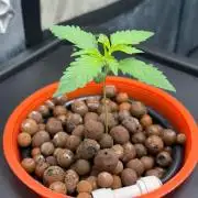 Fast buds RF3 mix