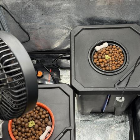 Fast buds RF3 mix