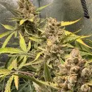 Gelato 42