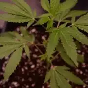 Bubba Kush Clones
