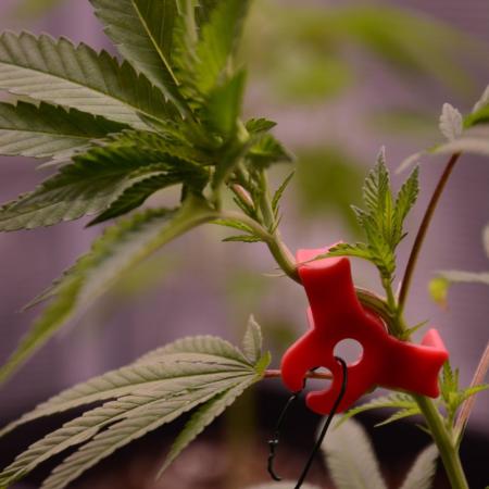 Bubba Kush Clones