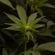 Bubba Kush Clones