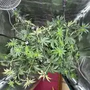 Zoap verzweiflungsgrow