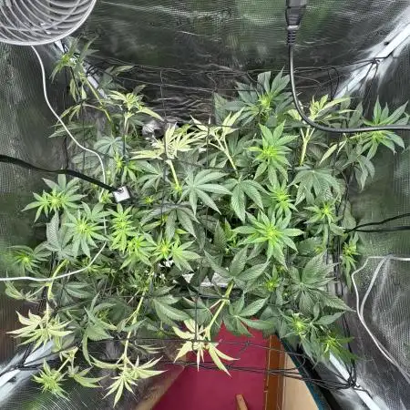 Zoap verzweiflungsgrow