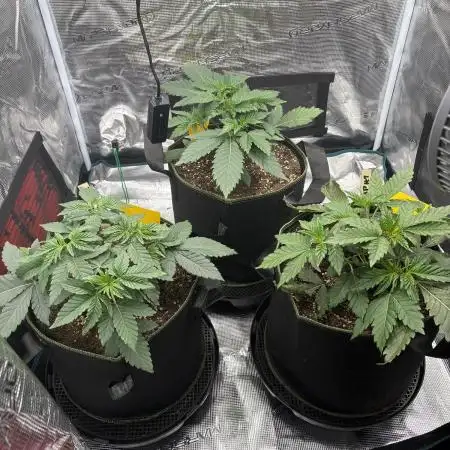 Zoap verzweiflungsgrow
